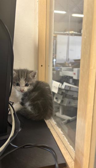 Miaou